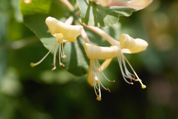 Close-up of yellow honeysuckle flowers in bloom