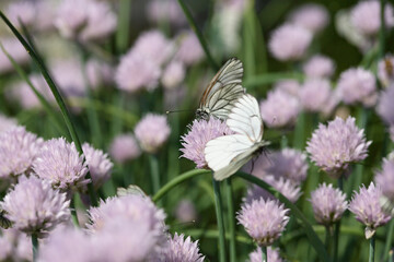 White butterflies perched on delicate pink chive flowers in a lush garde