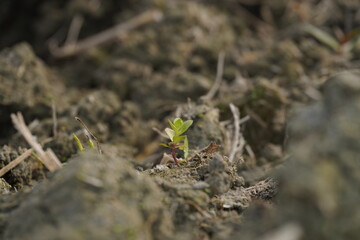 New Plant Sprouting in Dry Soil