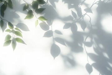 Leaf shadow on wall. Nature tropical leaves tree branch and plant shade with sunlight from sunshine dappled on white wall texture for background wallpaper and any design