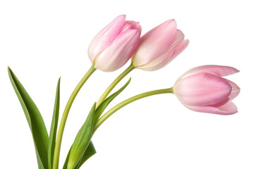 Three Light Pink Tulips Isolated
