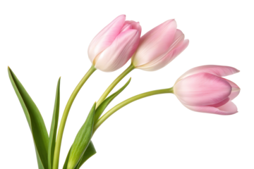 Three light pink tulips isolated with transparent background