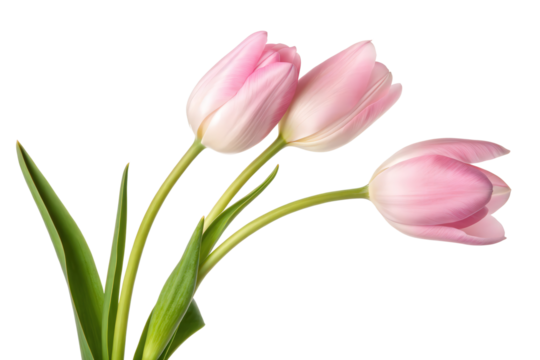 Three light pink tulips isolated with transparent background