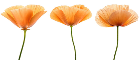 Obraz premium Three pale orange California poppies isolated with transparent background
