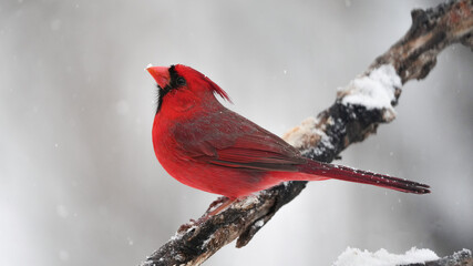 A Male Northern Cardinal Catches Snowflakes on Its Beak During a Winter Storm in Oklahoma