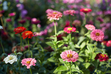 Obraz premium Colorful Zinnia Flowers in Full Bloom