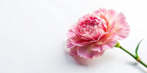 A close-up shot of a single pink carnation flower with delicate petals and a yellow center, placed on a white background in top view , spring bouquet, flower shop