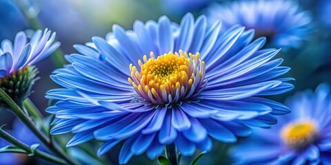 Obraz premium Delicate blue flower aster in close-up macro photography showcasing its intricate details and subtle color nuances, macro, close-up photography