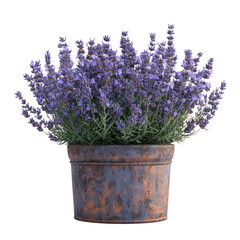 Fototapeta premium Rustic Lavender Potted Plant: A Breath of Purple Serenity