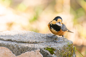 木の実をくわえるヤマガラ