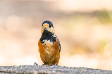 ヤマガラのアップ