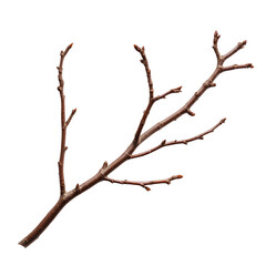 Nature branch with bare twigs on a white isolate background.