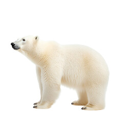 Polar bear standing gracefully against a white, isolated background.