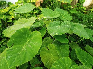 Obraz premium fresh and wet taro plants after the rain