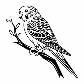 black and white parakeet perched on branch clip art preview