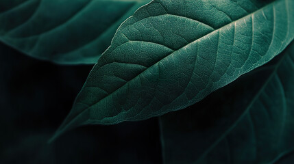 Obraz premium Marco Dark green leaf closeup texture background wallpaper