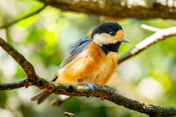 枝にとまるヤマガラ