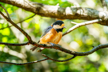 枝にとまるヤマガラ