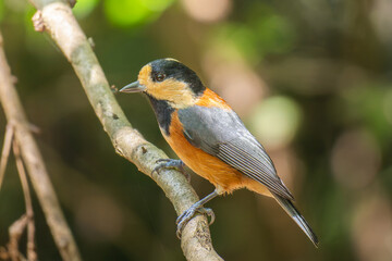 枝にとまるヤマガラ