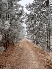 Hiking a trail in winter with frosty trees and pine needles in a western Montana forest.