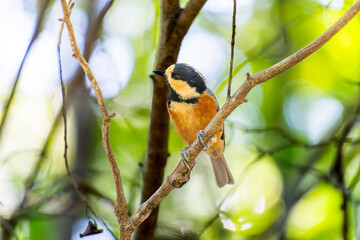 枝にとまるヤマガラ