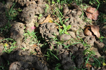 Tropical tree's roots surfaced on the ground