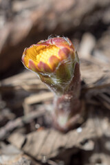 blooming coltsfoot flower