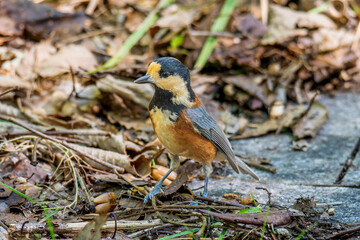 地面を歩くヤマガラ