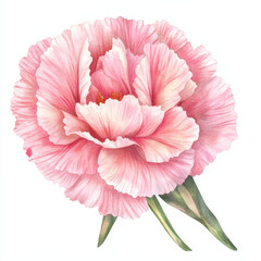 beautiful pink carnation flower with delicate petals and green leaves, showcasing its vibrant colors and intricate details