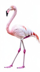 Fototapeta premium Flamingo Walking Gracefully on a White Background - Perfect for Nature and Wildlife Presentations