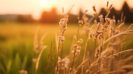 Fototapeta premium Golden Grass Blades Illuminated By Sunset Light