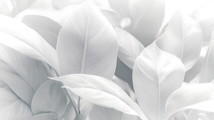 Delicate White Plant Leaves Softly Illuminated