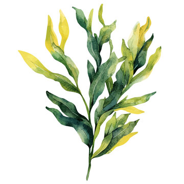 watercolor seaweed green yellow leaves clip art preview