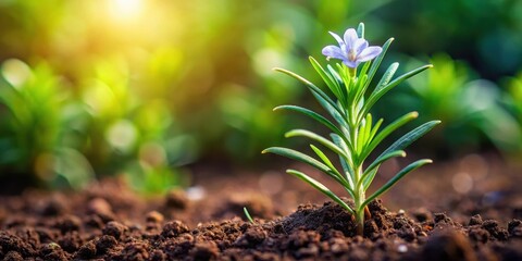 Fragrant rosemary sprouts emerge from the soil, garden flowers, fragrant herbs