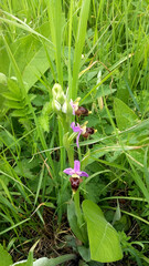 Ophrys apifera, a species of perennial herbaceous plant of the genus Ophrys of the orchid family Orchidaceae.