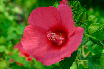 アメリカフヨウ