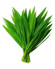 [Fresh green herb with pointed leaves] Fresh Green Herb Stem with Pointed Leaves in Bloom on Dark Background Pixabay Watermark