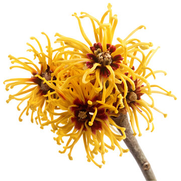 witch hazel flower isolated on transparent background 