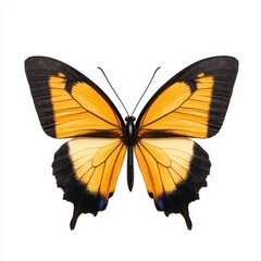 A vibrant butterfly featuring striking black and yellow wings, elegantly displayed against a crisp white background.