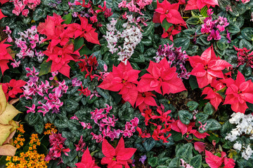 Flower field with red poinsettias and colorful cyclamen flowers