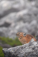 秋の山岳地帯でガレ場に住むナキウサギ、秋の為か普段より毛並みが茶色くて綺麗、小さい丸い目がクリットして耳が可愛いです、岩場の上で日差しを浴びている様な姿。ウサギは中央より少し右下で左側を眺めて居る、周辺は岩に囲まれて縦構図です。