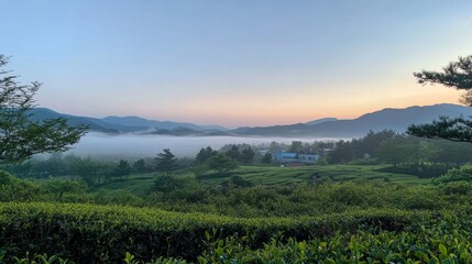 Misty Sunrise Over Tea Plantation
