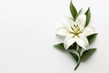 Obraz premium A delicate white flower with vibrant green leaves rests gracefully on a clean white surface, showcasing natural beauty and simplicity.