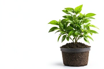 Obraz premium A small green plant sits in a pot atop a wooden table, showcasing its delicate leaves and vibrant color in a cozy indoor setting.