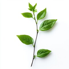 Fototapeta premium A delicate plant branch features vibrant green leaves, showcasing its natural beauty and vitality in a simple yet captivating composition.