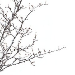 A solitary bird rests on a snow-covered tree branch, creating a serene winter scene filled with tranquility and nature's beauty.