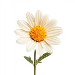 Naklejka premium A delicate white flower featuring a vibrant yellow center, elegantly perched on a slender green stem, showcasing nature's beauty and simplicity.
