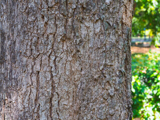 Big tree texture in park for nature and environmental background.