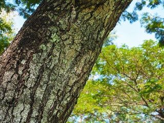 Fototapeta premium Big tree texture in park for nature and environmental background.