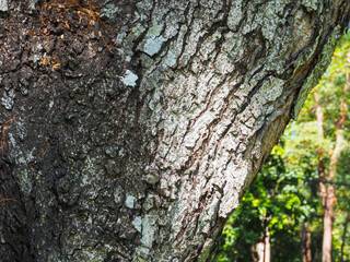 Big tree texture in park for nature and environmental background.